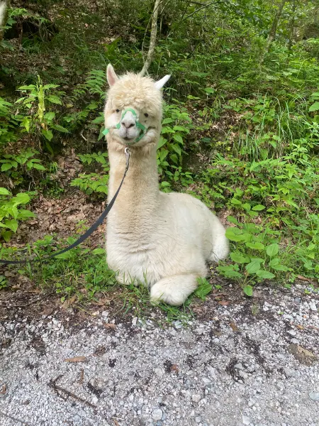 🦙 Na sprehodu z mano