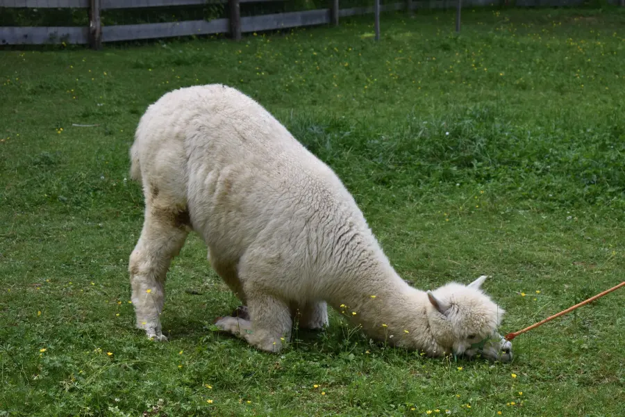 Zakaj obožujem obiskovalce 🦙💛